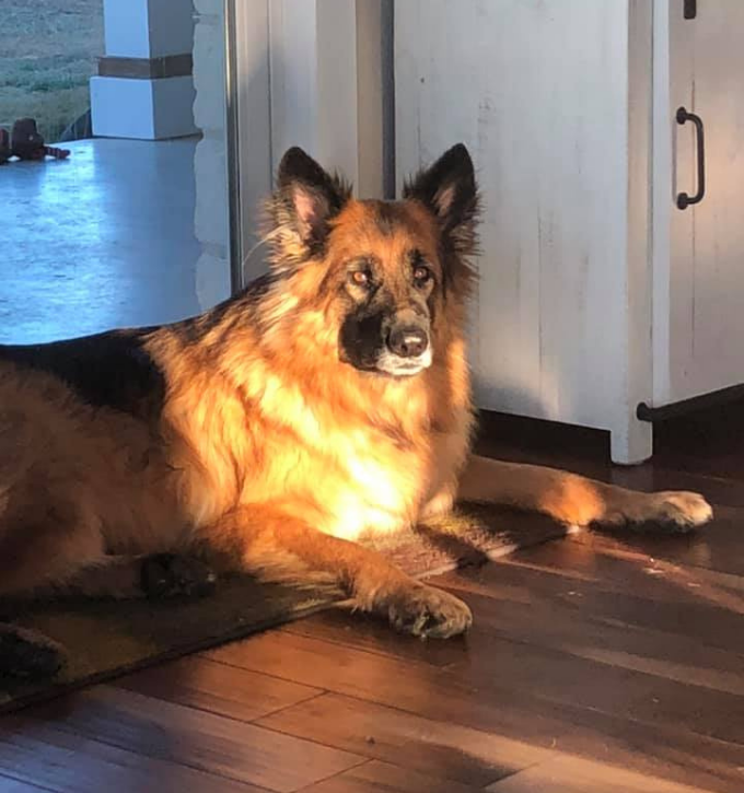 big dog sitting looking at sun set