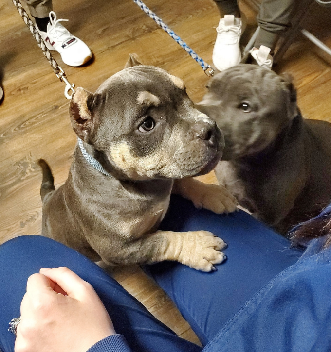two pit dogs waiting for vet